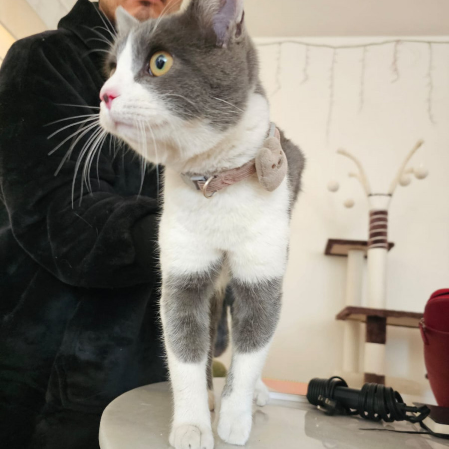  | Raza Doméstico Américano de Pelo Corto | Encontrado