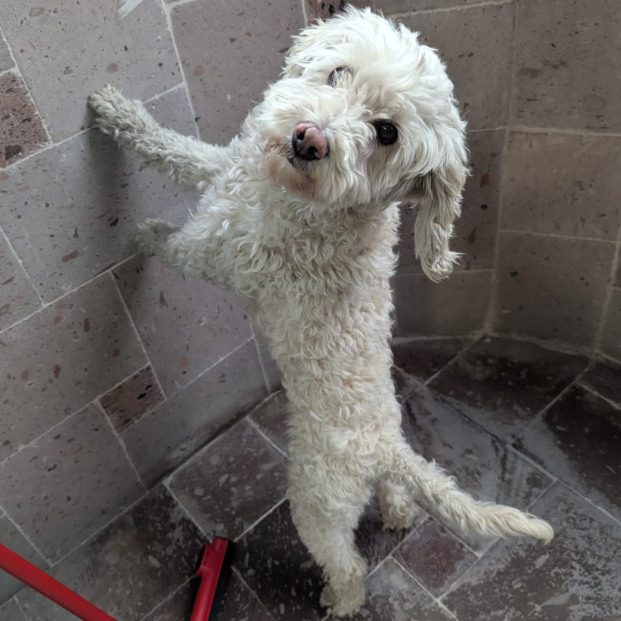  | Raza Mestizo, cruza de French Poodle | Final Feliz