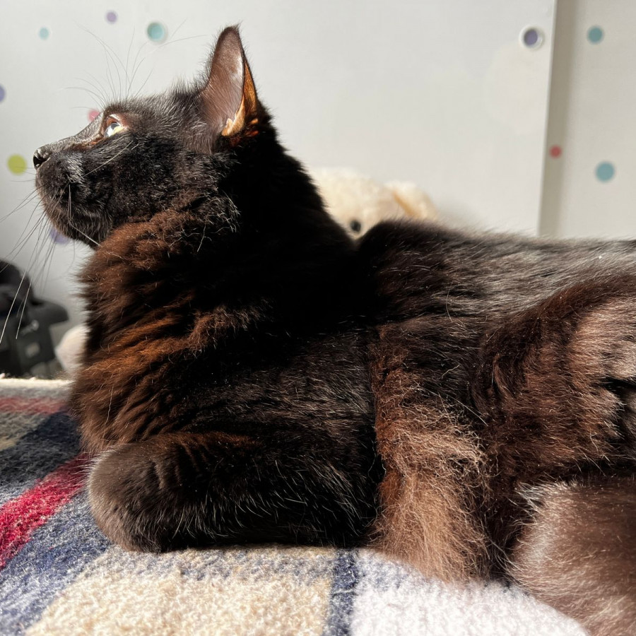 MEPHISTO | Raza Angora Turco Negro | Perdido