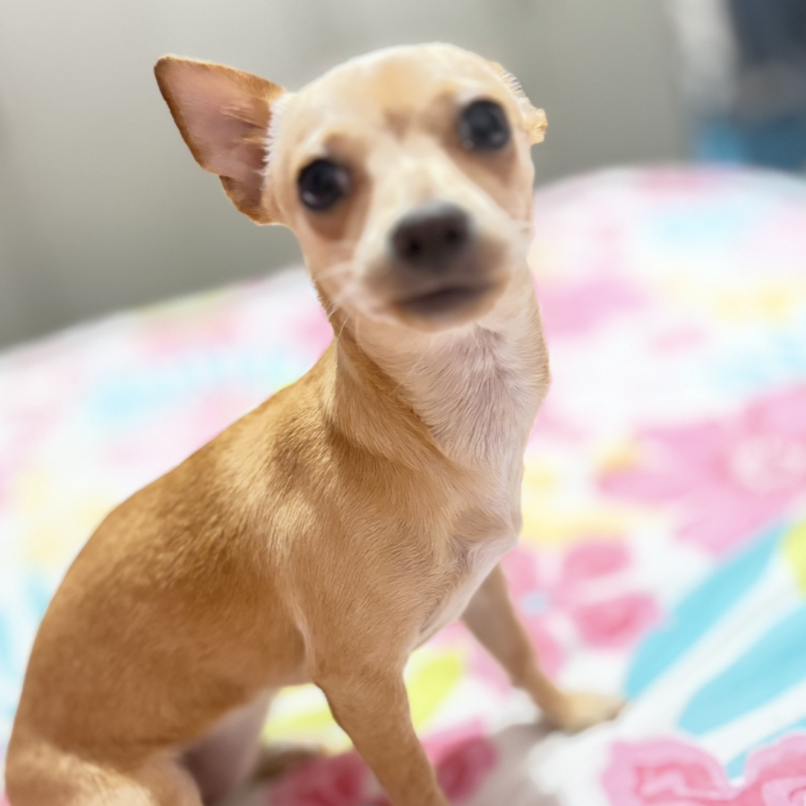 HONEY | Raza Chihuahua | Perdida