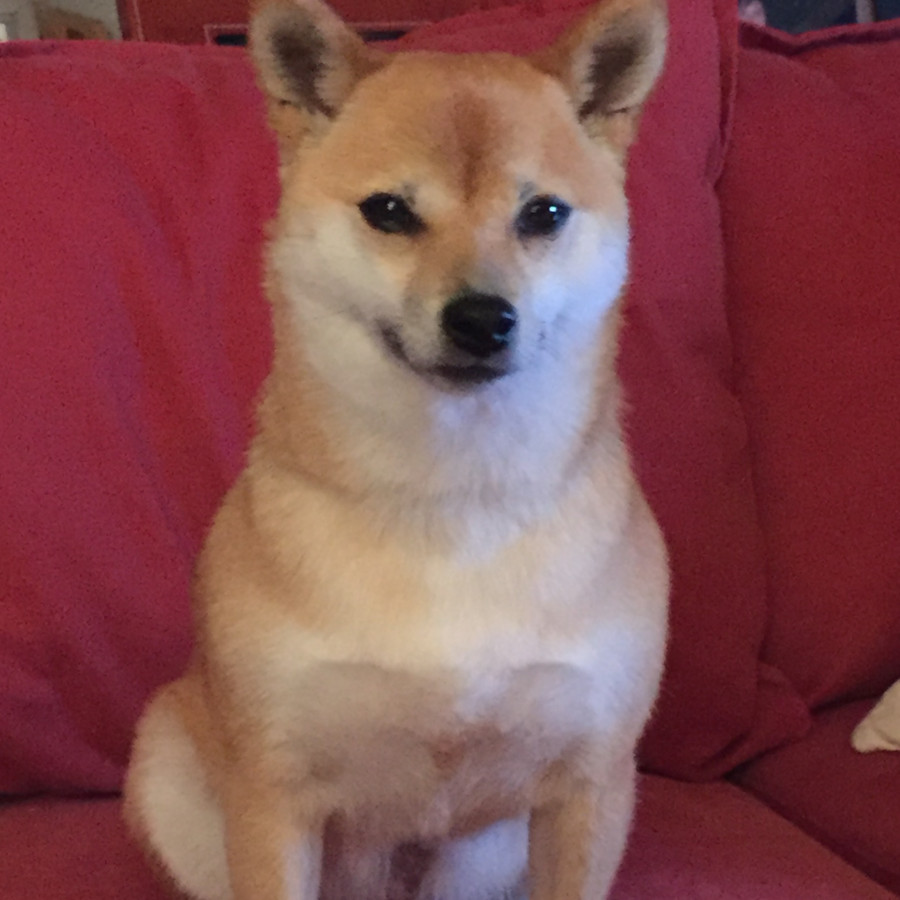 MAIKA | Raza Shiba Inú | Final Feliz