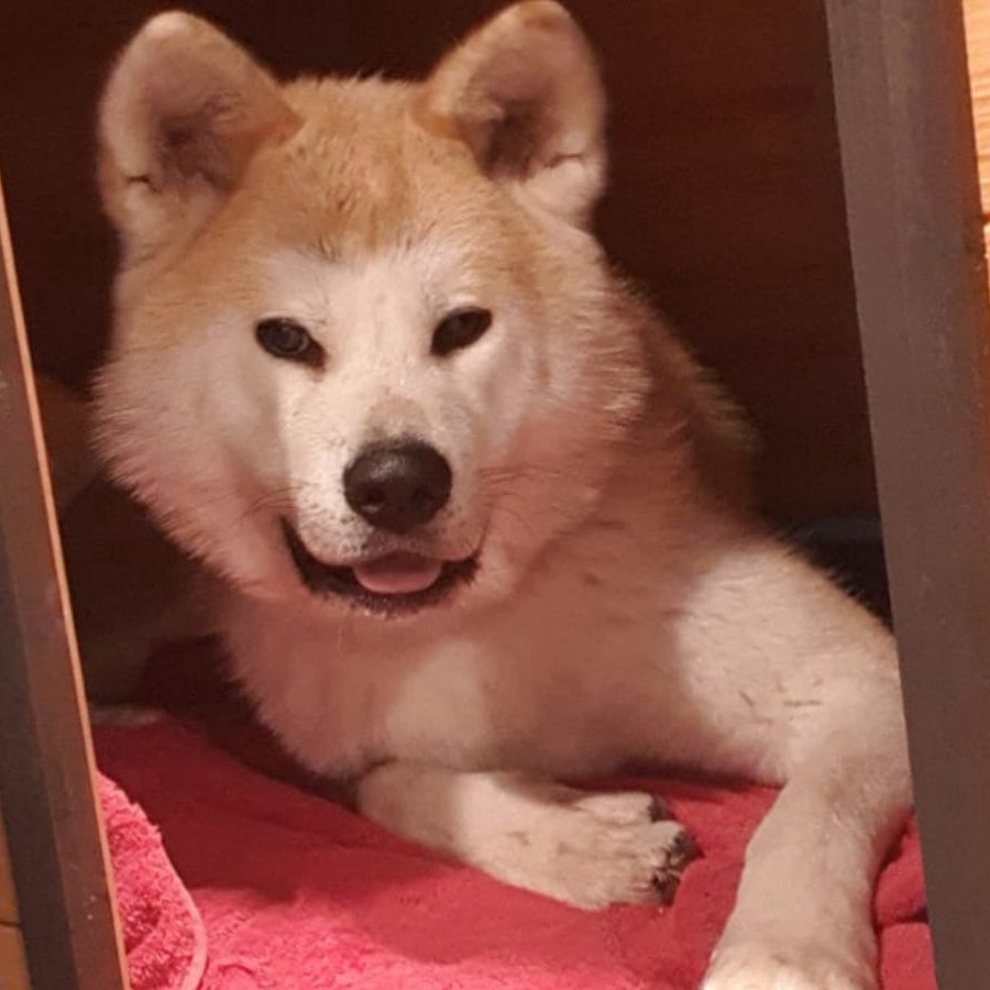 NALA | Raza Akita Inú o Akita Japonés | Final Feliz