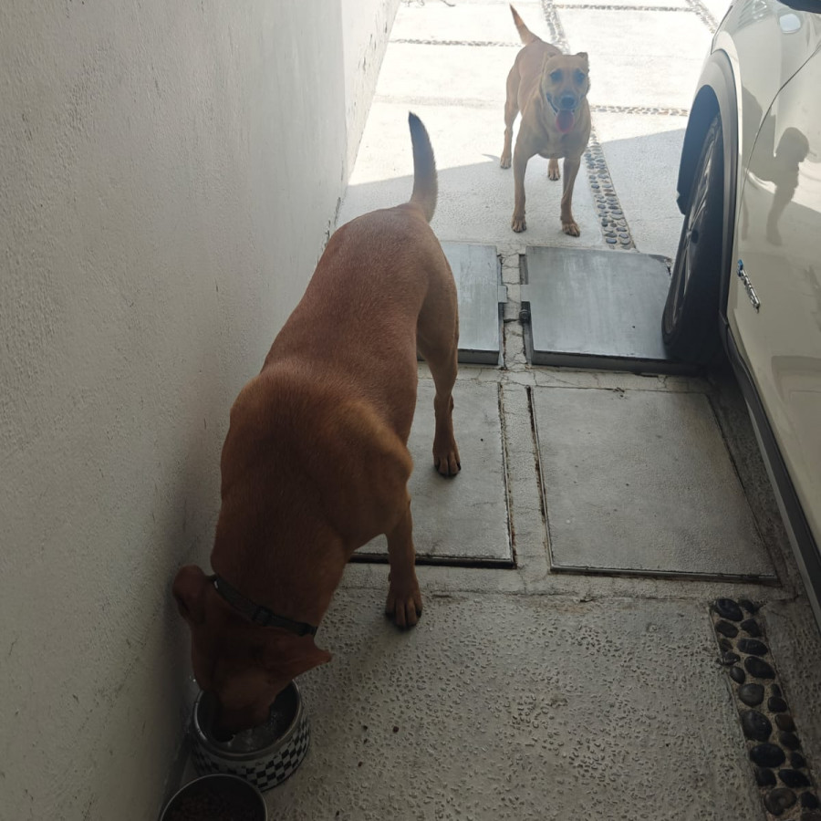  | Raza Mestizo | Encontrado