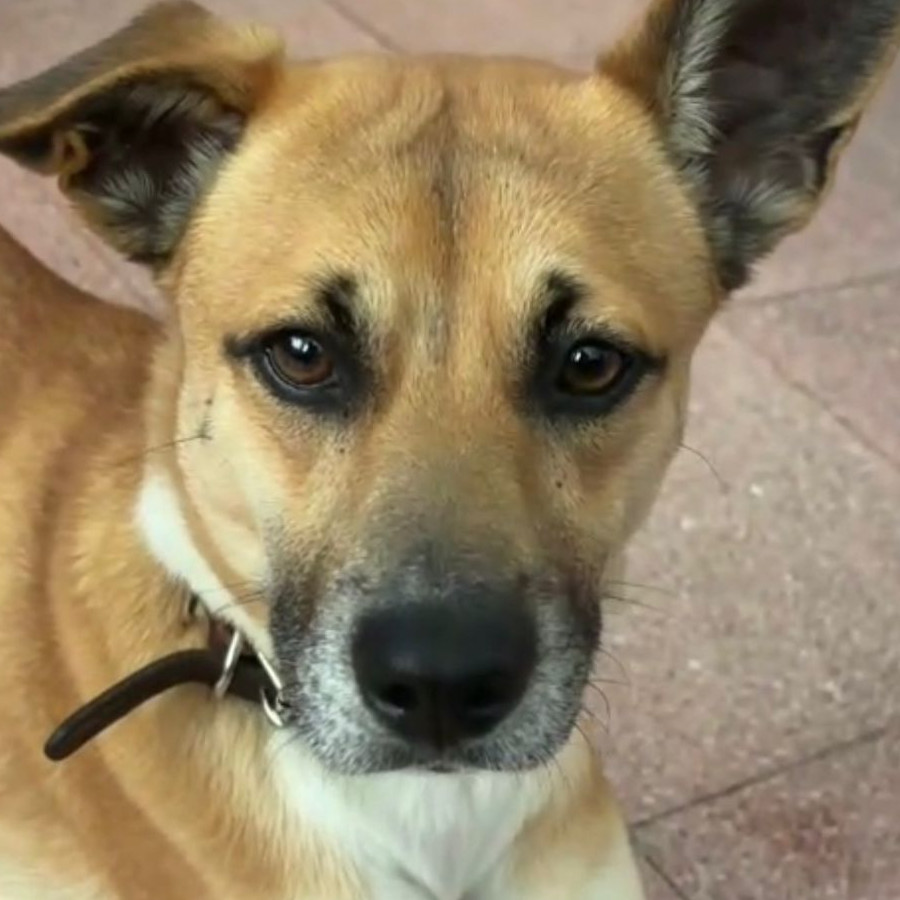  | Raza Mestizo | Encontrado