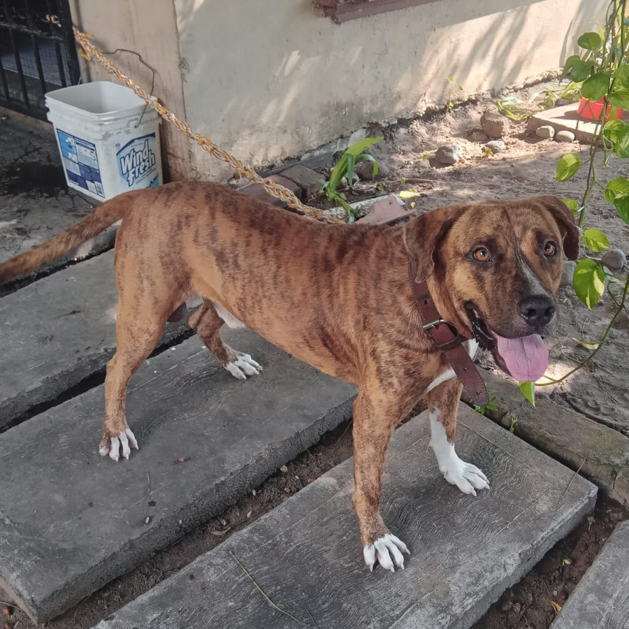 SABO | Raza Mountain Cur | Final Feliz