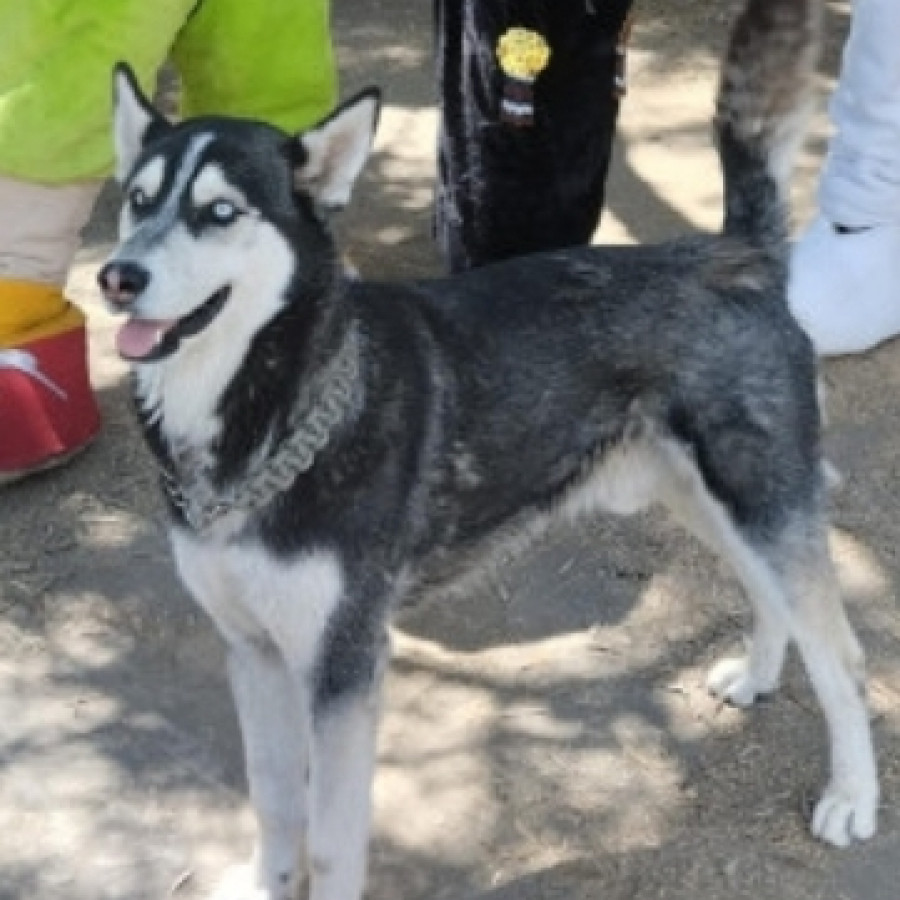 ROCO | Raza Husky Siberiano | Perdido