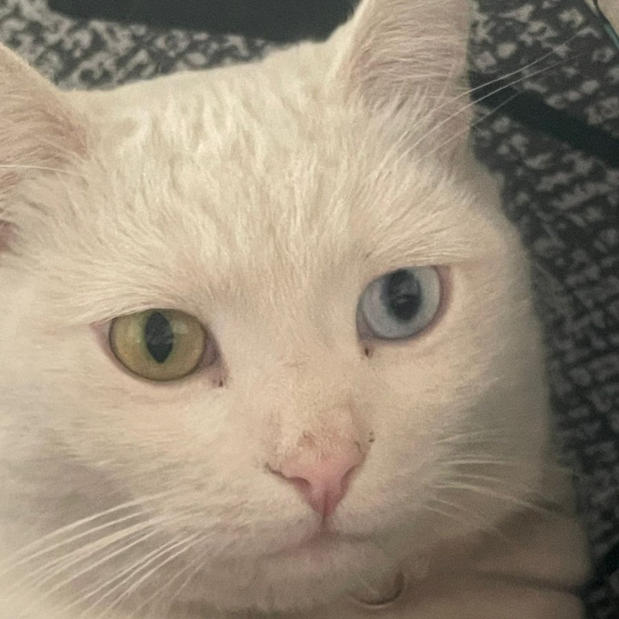 REHASH | Raza Khao Manee | Perdida