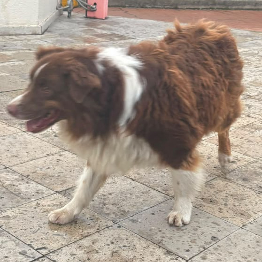  | Raza Pastor Australiano | Encontrado