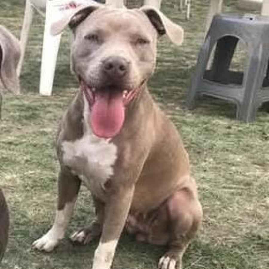 VENUS | Raza American Pitbull Terrier | Perdida