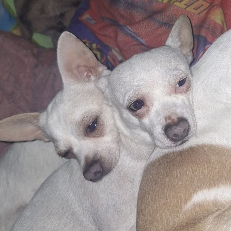 GABACHA Y GORDO | Raza Chihuahua | Final Feliz
