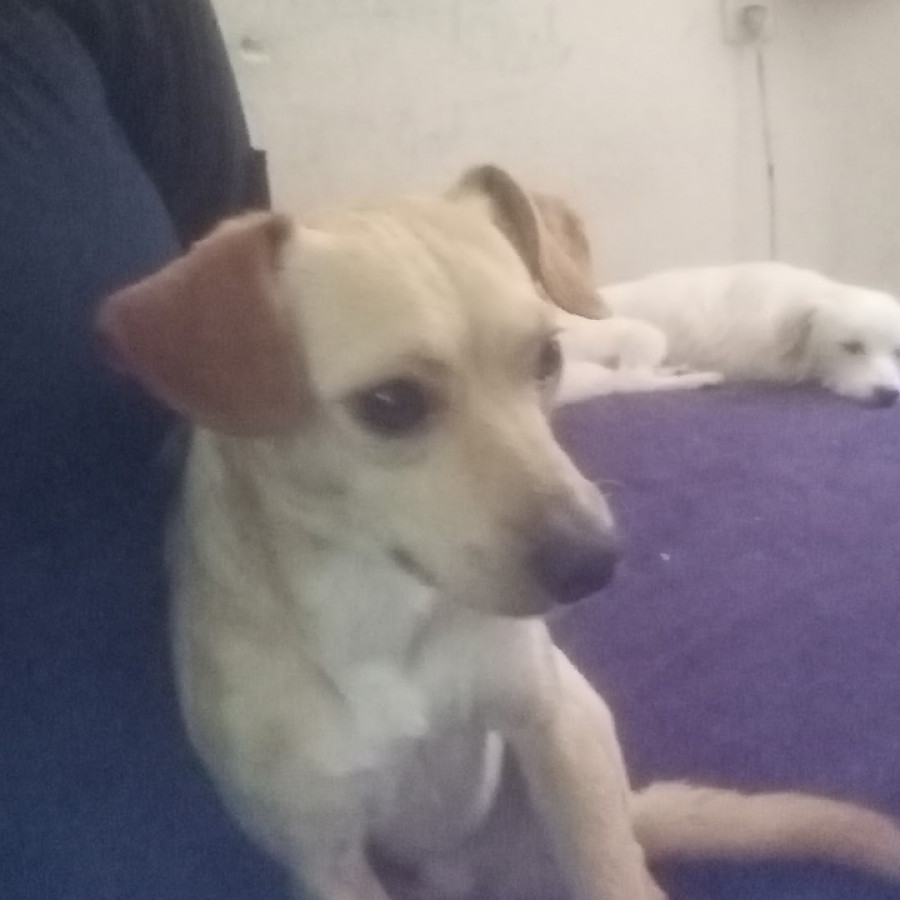 LUPIN | Raza Mestizo, cruza de Chihuahua | Perdido