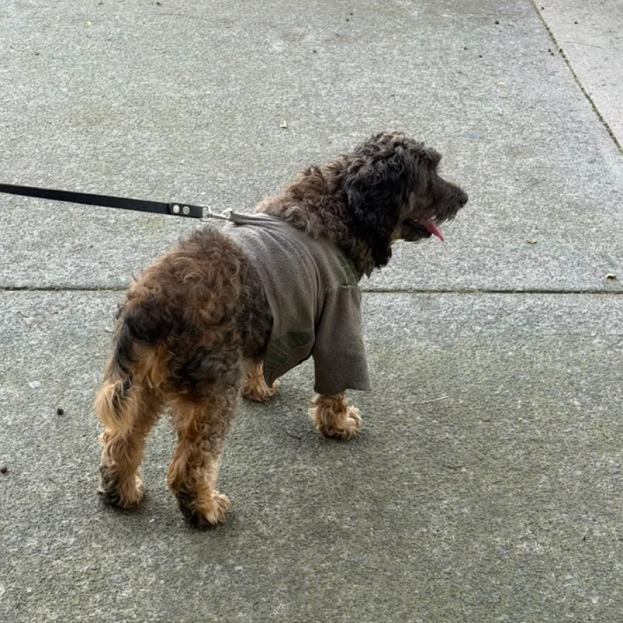  | Raza Mestizo, cruza de Schnuazer con Poodle, (Schnoodle) | Encontrado