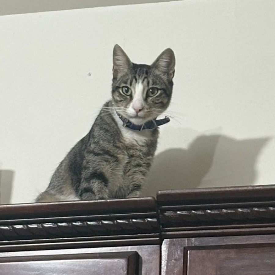 TABBY | Raza Doméstico Américano de Pelo Corto | Perdido