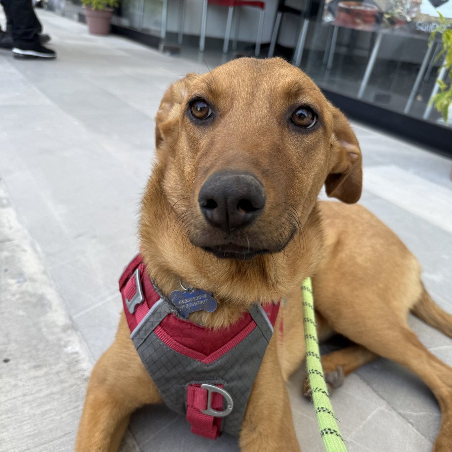 GINGER | Raza Mestiza | En Adopción
