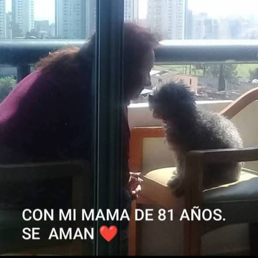LUPITA | Raza French Poodle o Caniche | Perdida
