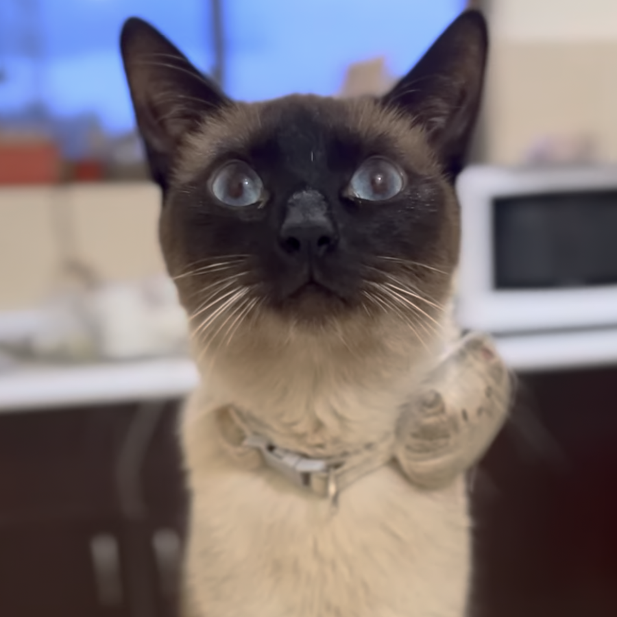 PERSÉFONE | Raza Siamés Punto Foca | Perdida