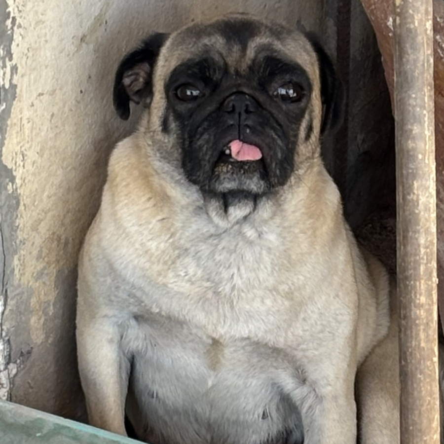 DEYSI | Raza Pug o Carlin | Perdida