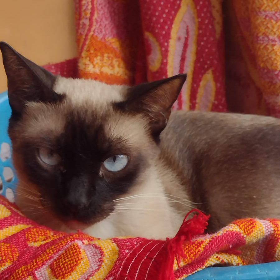 NINA | Raza Siamés moderno,  punto foca | Perdida