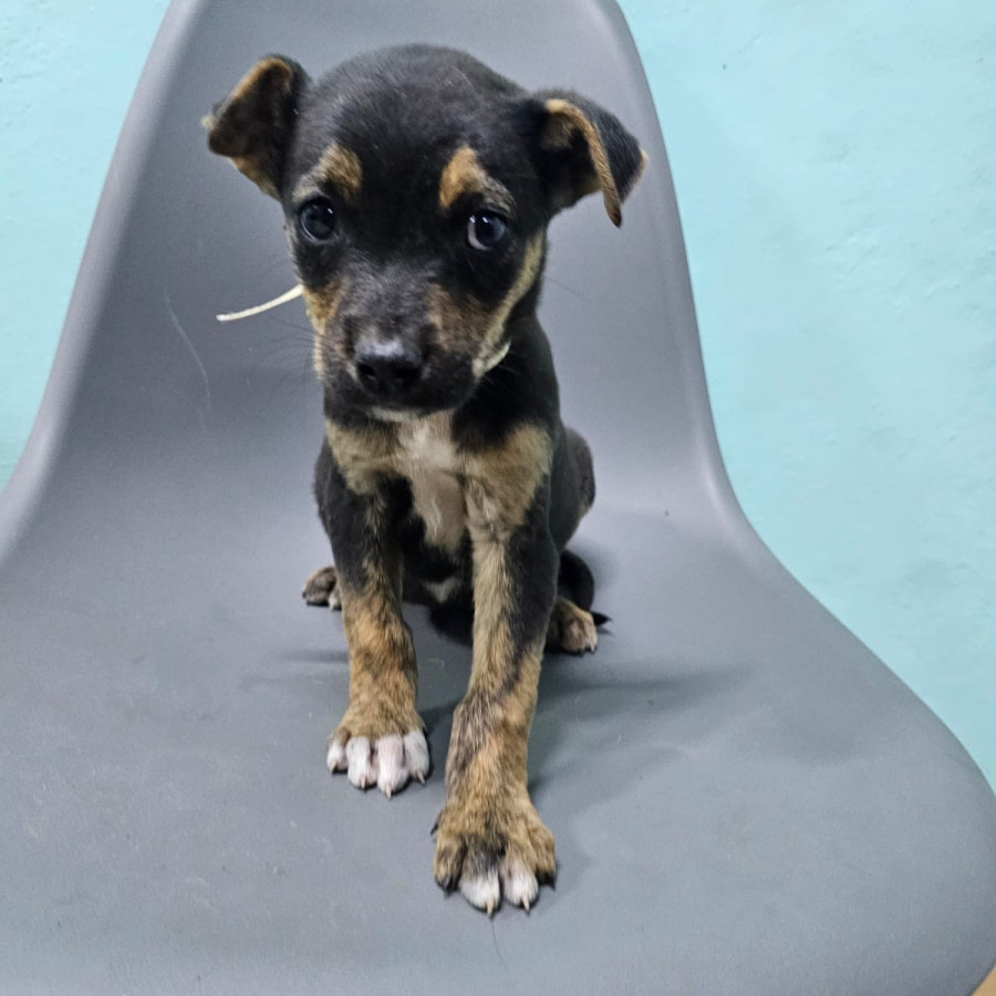 HERMOSO CACHORRO | Raza Mestizo | En Adopción