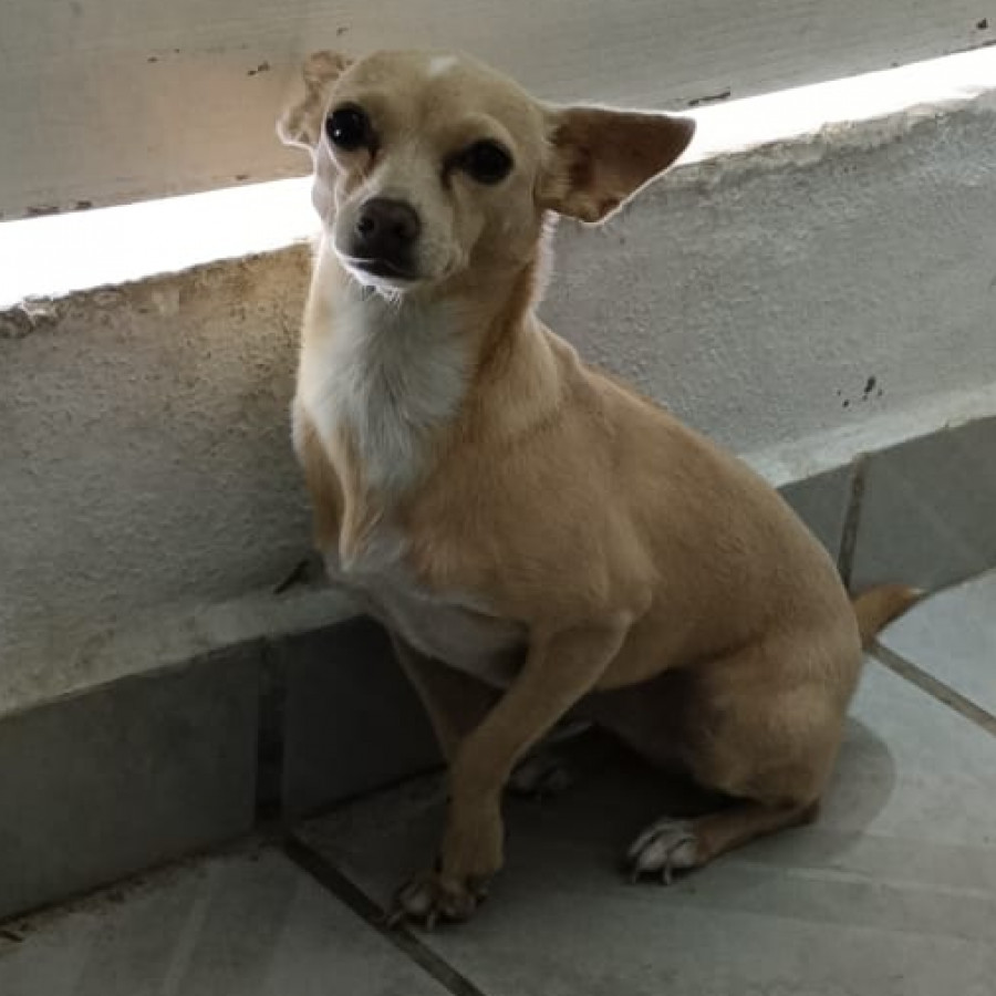 MAKA | Raza Chihuahua | Perdida