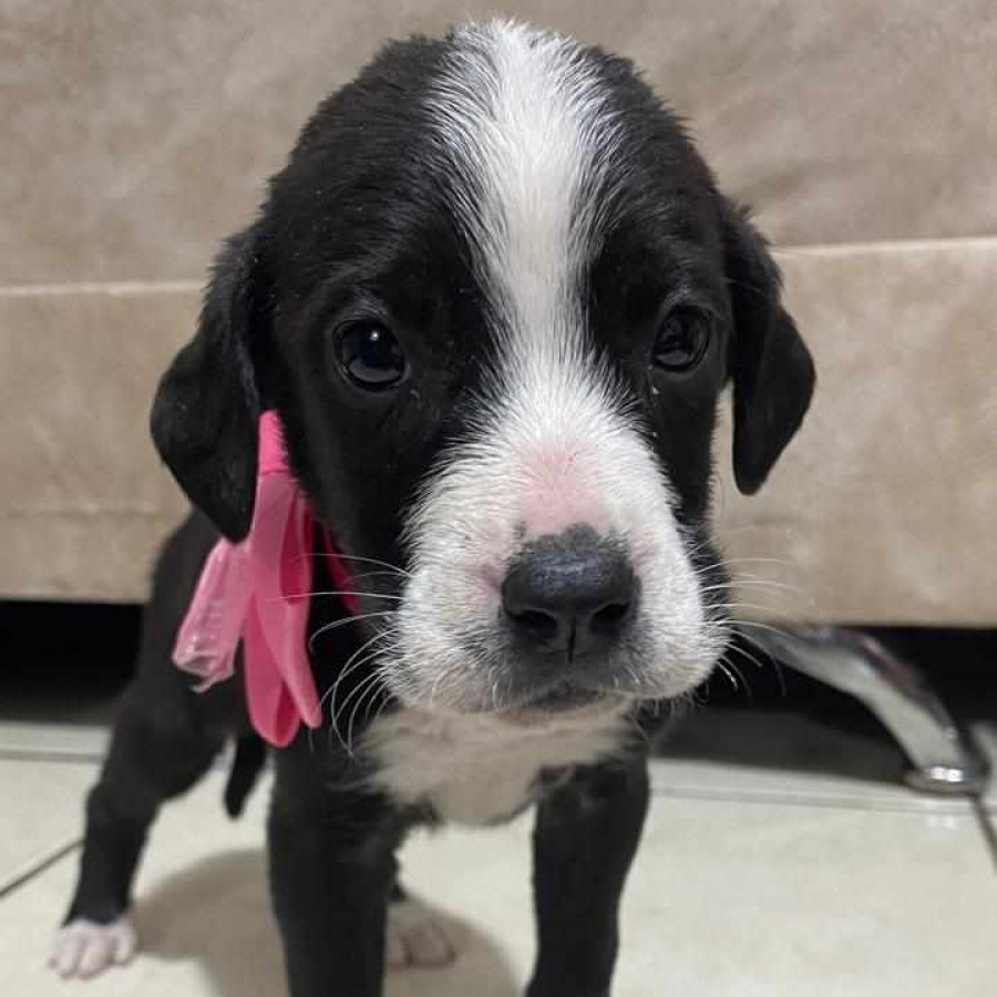 MIMI | Raza Mestiza, cruza de Labrador | En Adopción