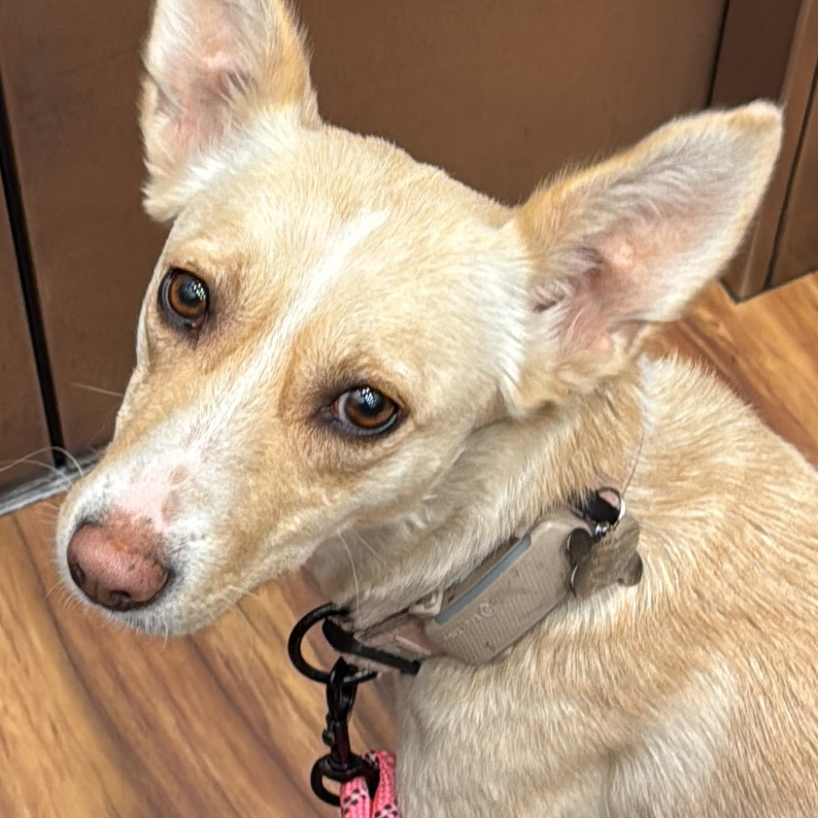 NALA | Raza Mestiza | Perdida