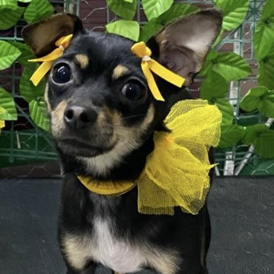 PRINCESA | Raza Chihuahua | Perdida