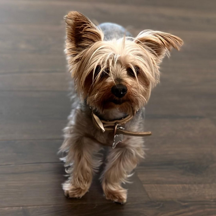 MÍA | Raza Yorkshire Terrier (Yorkie) | Final Feliz