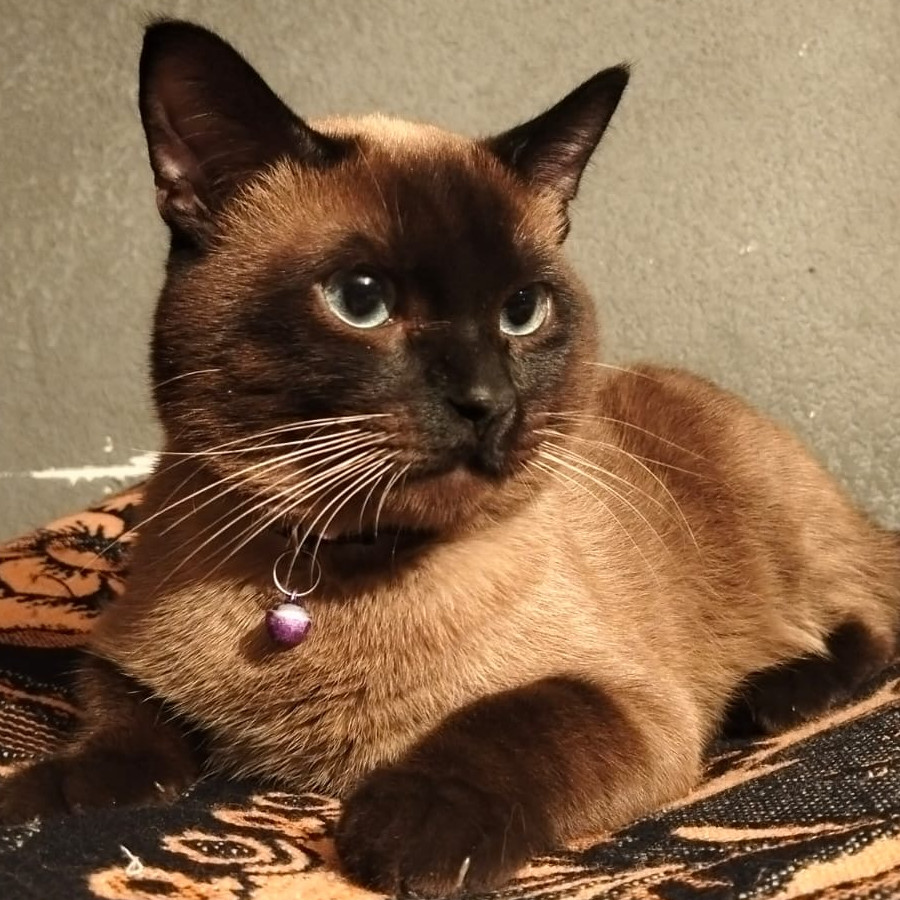 HERSHEY | Raza Siamés Punto Foca | Perdido