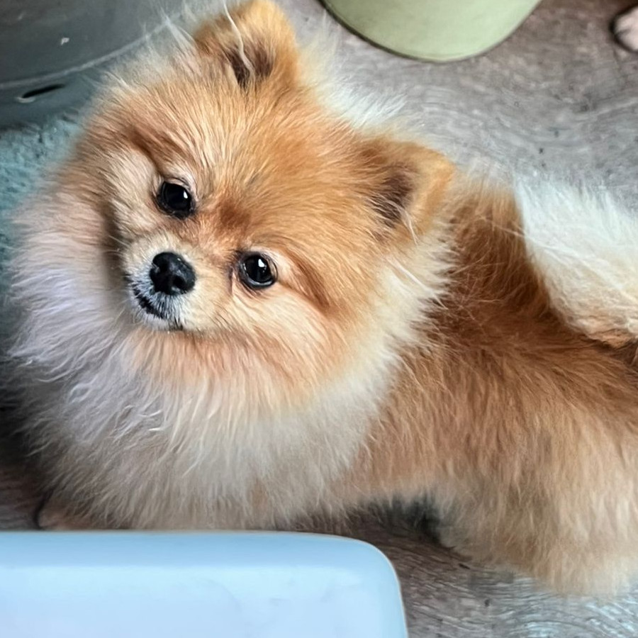 BOSS | Raza Pomerania | Perdido