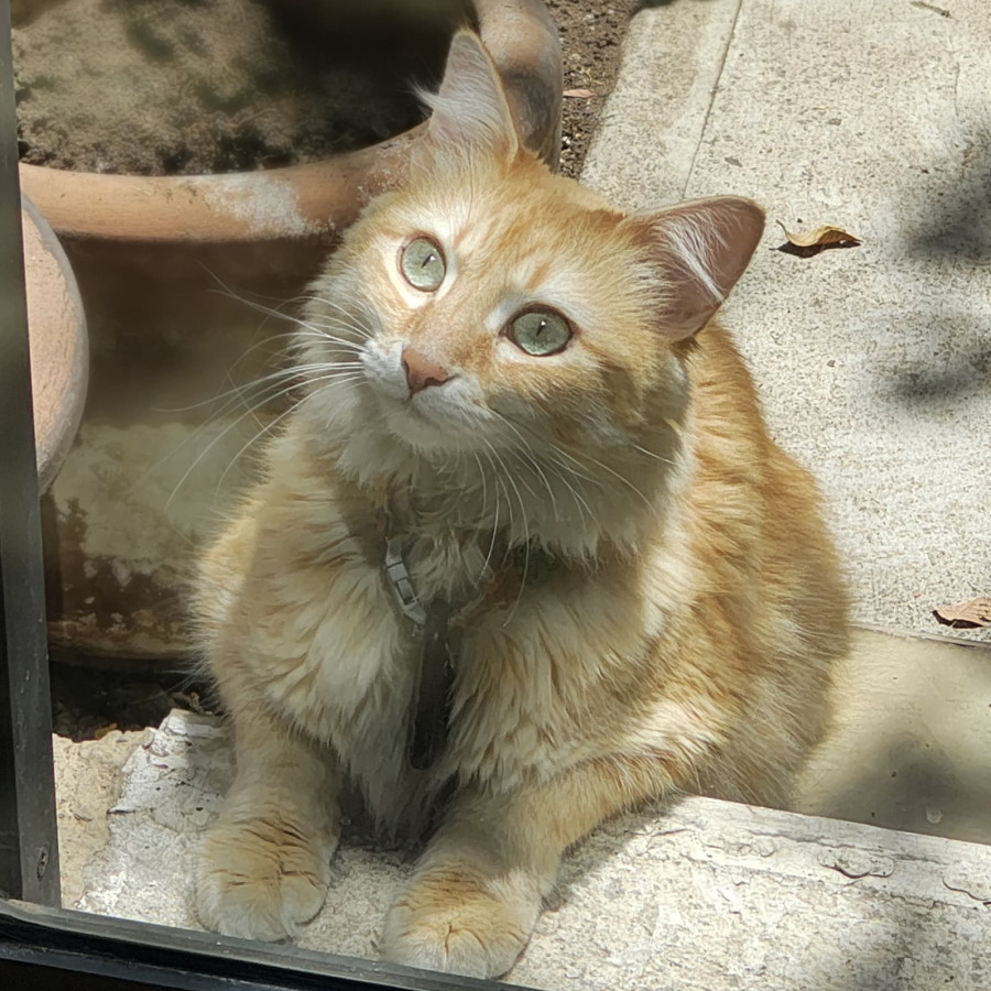 CHARLIE | Raza Doméstico Americano de pelo largo | Perdida