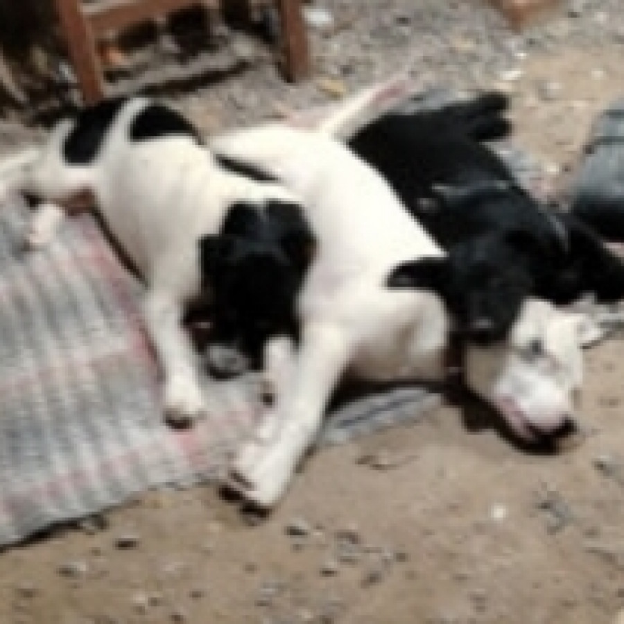 LUNA | Raza Mestiza | En Adopción