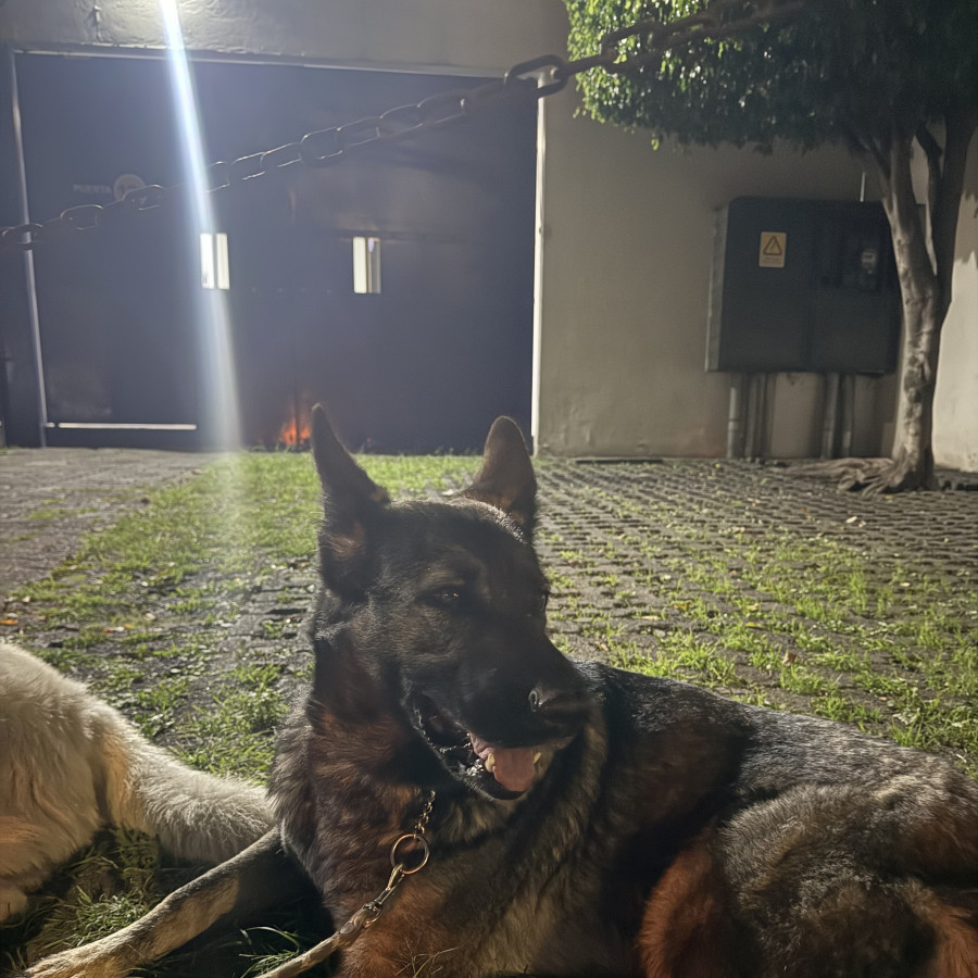  | Raza Pastor Alemán | Encontrada