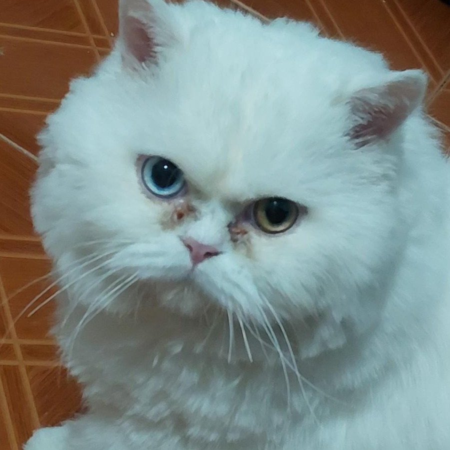 CRONOS | Raza Persa | Perdido