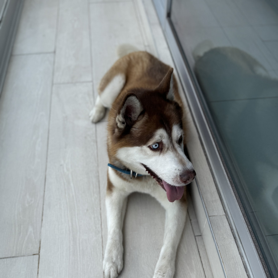  | Raza Husky Siberiano | Final Feliz
