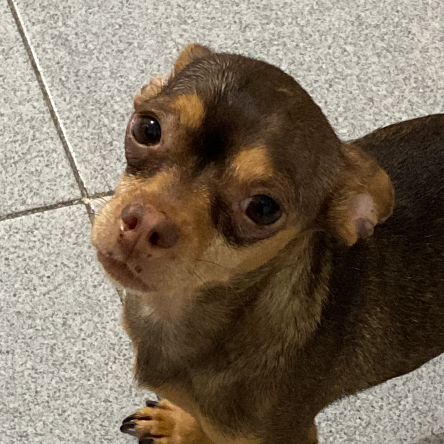 TERRY | Raza Chihuahua | Perdido