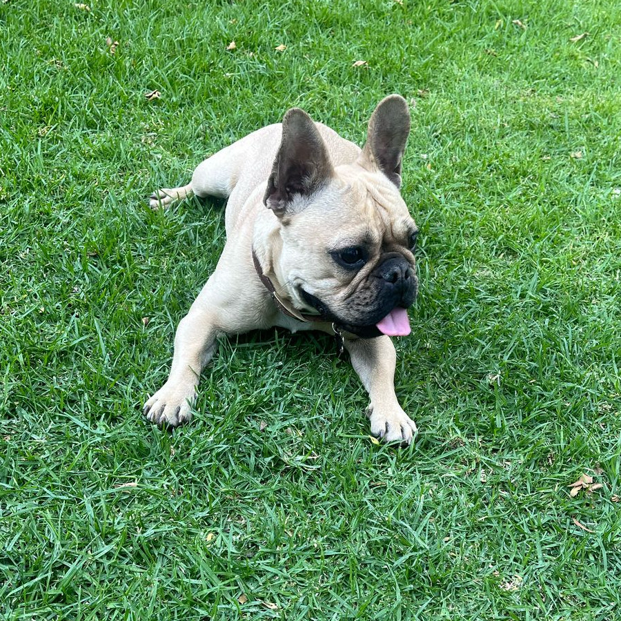 HANNA | Raza Bulldog Francés  | Final Feliz