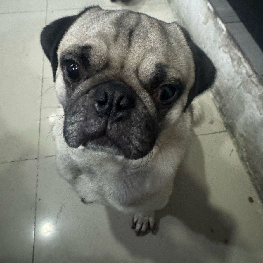 TOFU | Raza Pug o Carlin | Perdido