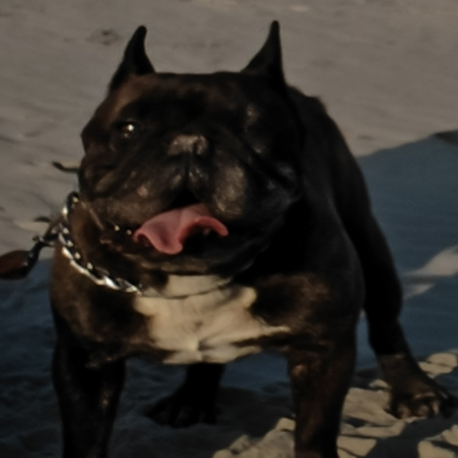 HUGUER | Raza Bulldog Francés  | Final Feliz