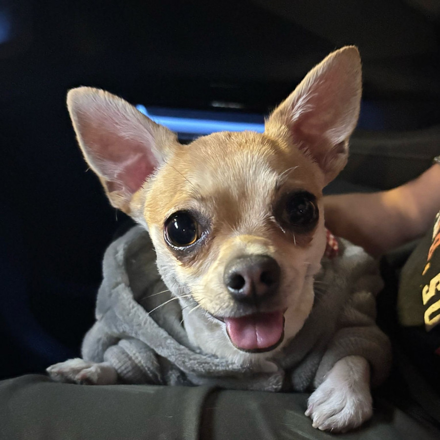 TAQUITO | Raza Chihuahua | Perdido