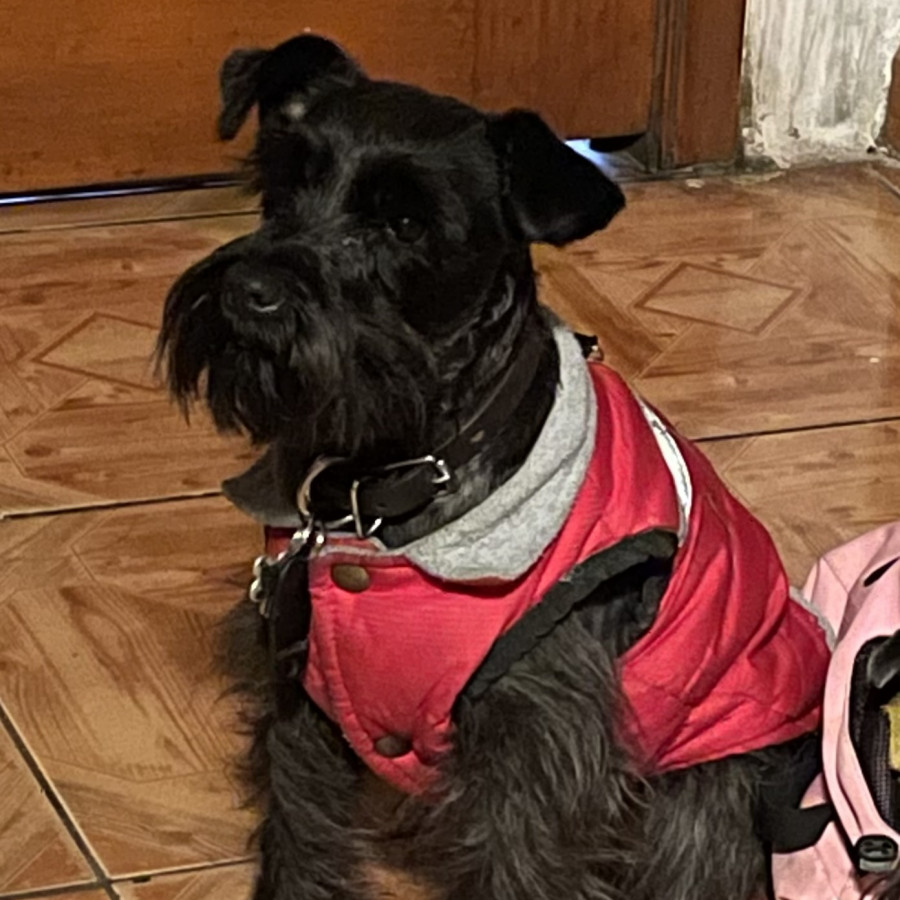BOND | Raza Schnauzer Miniatura  | Final Feliz