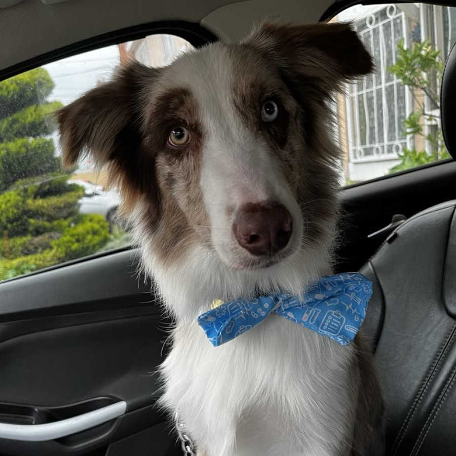 MAX | Raza Border Aussie (cruza de Pastor Australiano Y Border Collie) | En Adopción