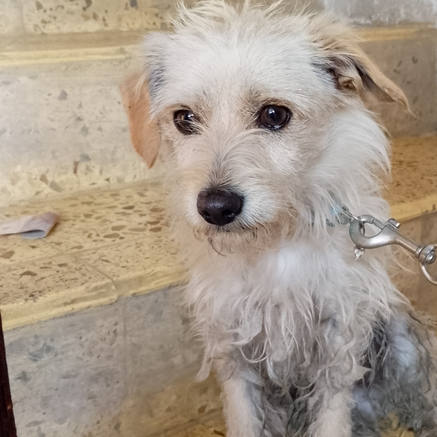  | Raza Mestizo | Encontrado