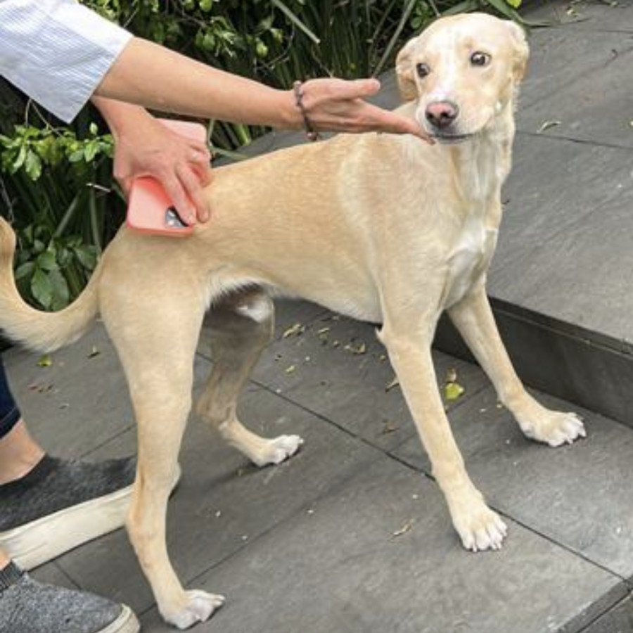 GUAPO | Raza Mestizo, cruza de Labrador | Perdido