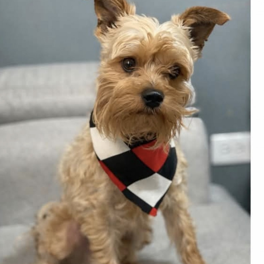 MAUI | Raza Mestizo, cruza de Yorkshire Terrier con Schnauzer | Perdido