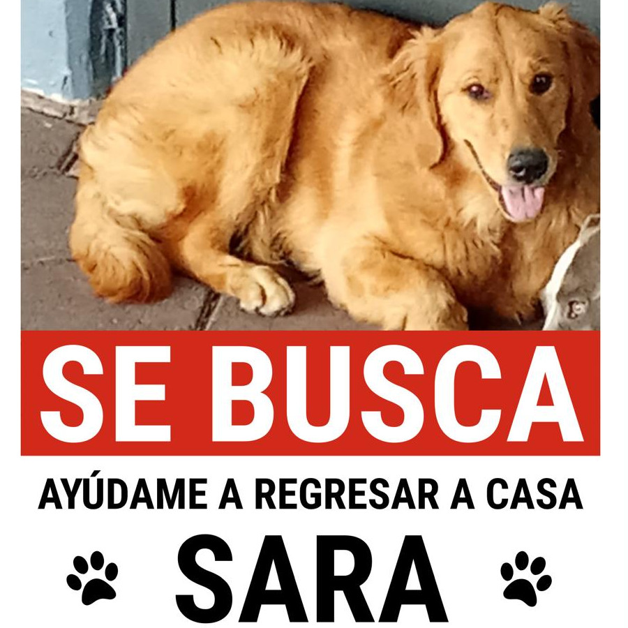 SARA | Raza Golden Retriever  | Perdida