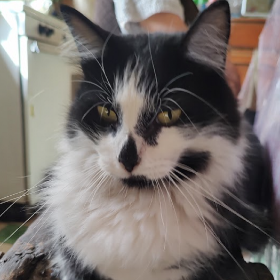 BIGOS | Raza Doméstico Americano de pelo semilargo | Perdido