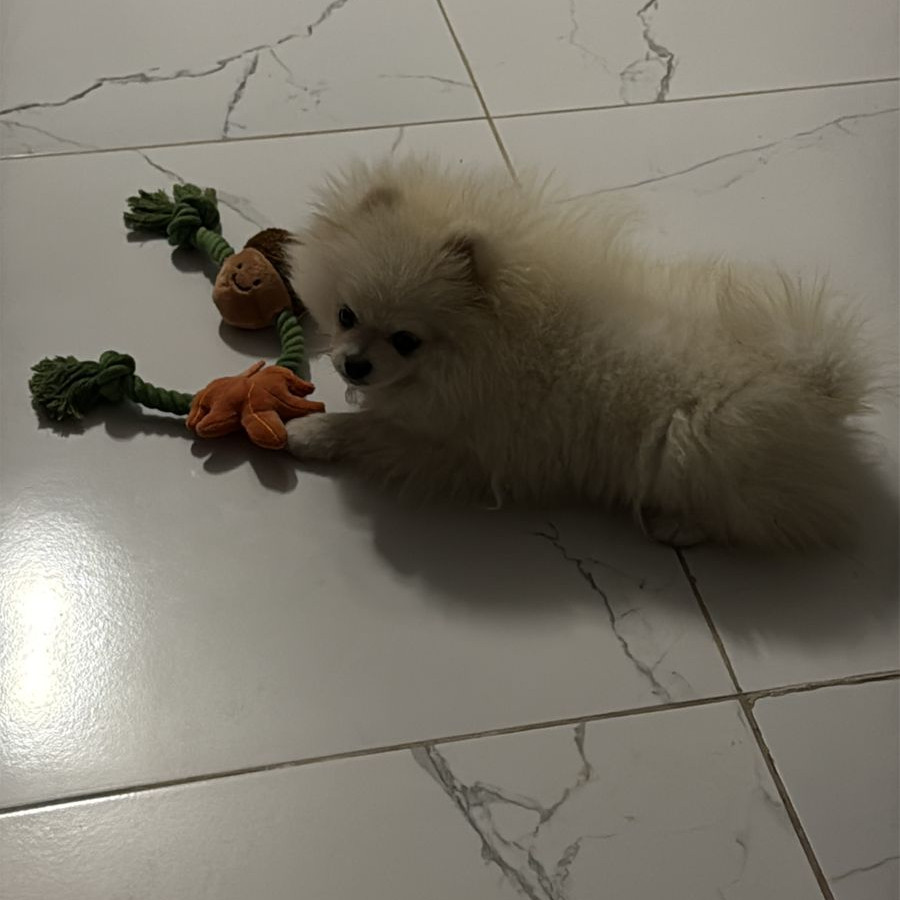 GALAK | Raza Pomerania | Perdido