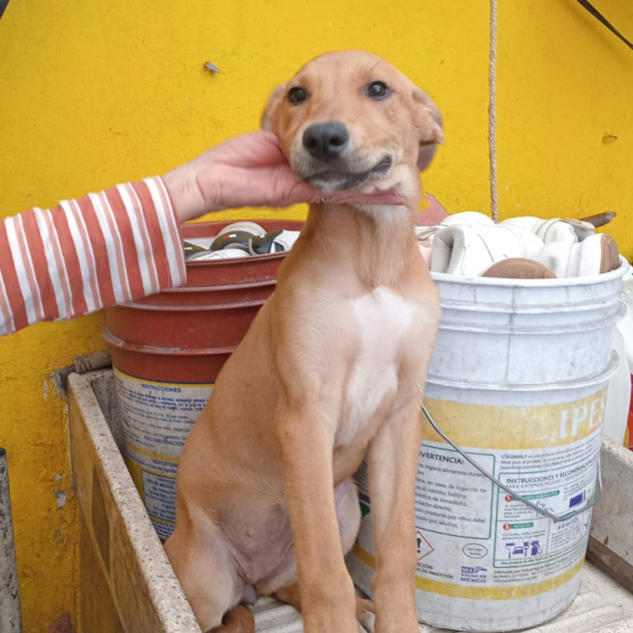 HERMOSA CACHORRA | Raza Mestiza | En Adopción