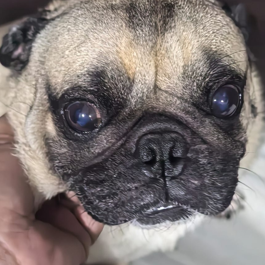 BRUNO | Raza Pug o Carlin | Final Feliz